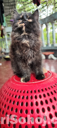 Pure Persian Cat